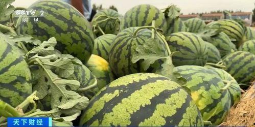 吃瓜视频直链  第1张